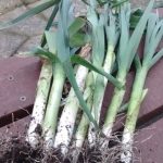 Beautiful leeks - just right. Green and fresh in the middle of winter
