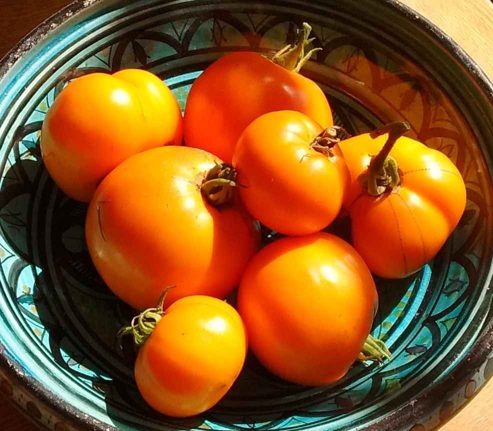 Big Yellow tomato Shrubland Community Garden